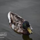 zdjęcie nr 18