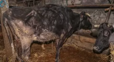 Nadmierne karmienie może doprowadzić do chorób - twierdził właściciel wychudzonych krów