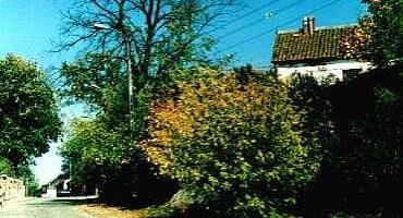 Fotografia. Jesień na ul. Powstania Styczniowego